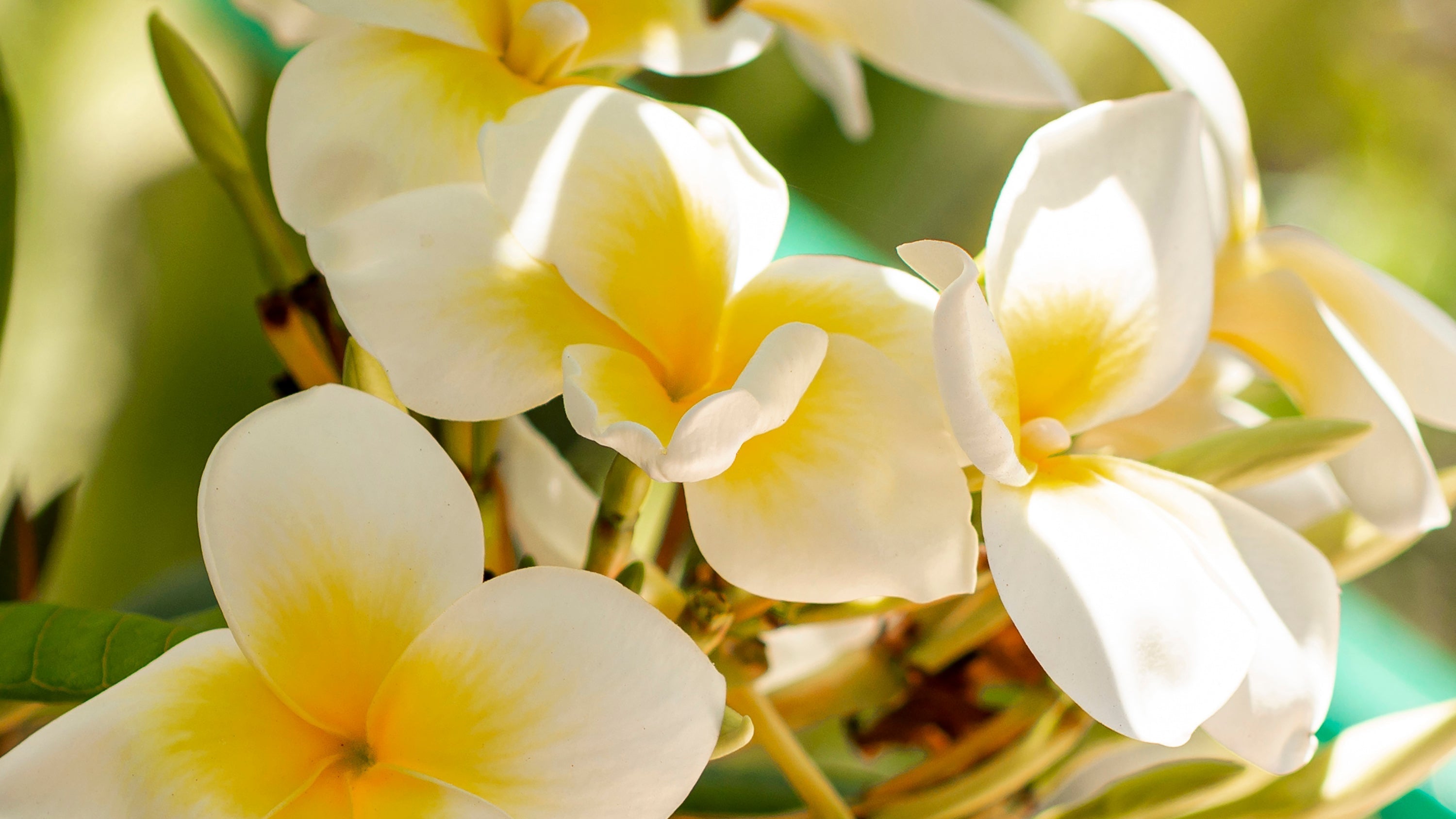 ๐ธ Herbal & Floral Oils Collection